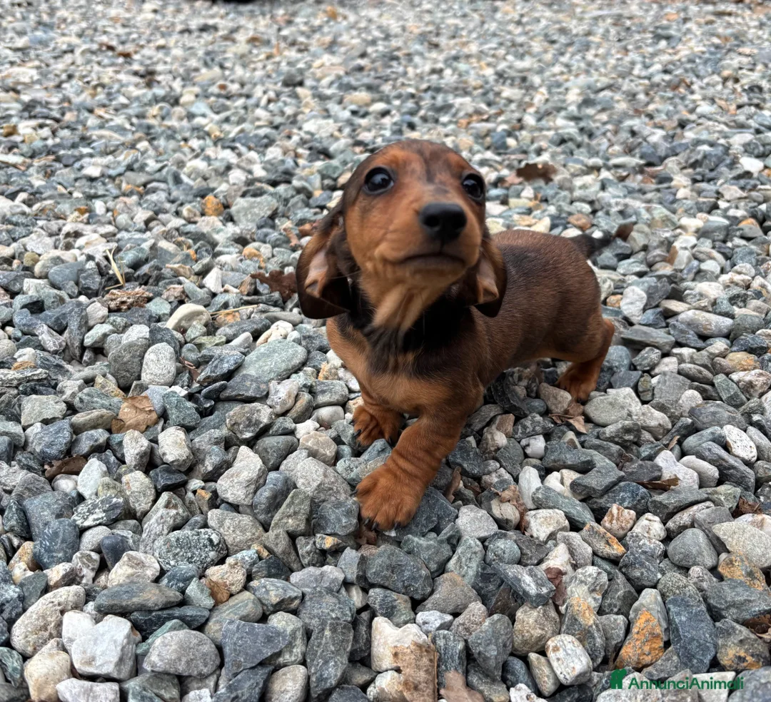 Bassotto cani in vendita: Bassotto Kaninchen - Annuncio 2