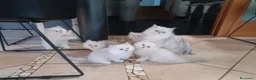 Persiano gatti in vendita: Cuccioli persiano chinchillà normotipico - Annuncio 1