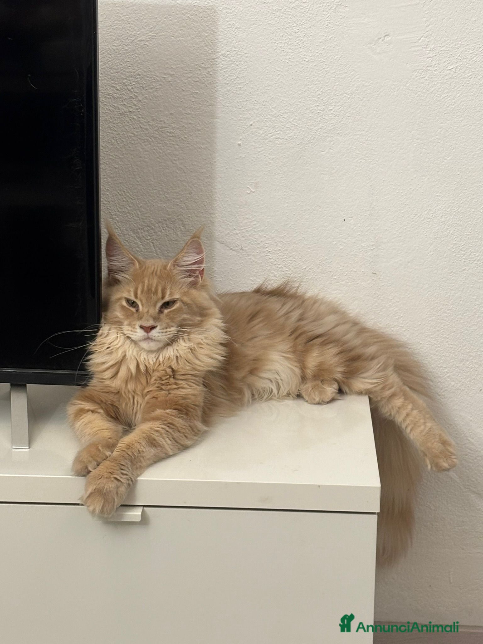 Maine Coon gatti Maine Coon Maschio Red Tabby per Accoppiamento - Annuncio 32