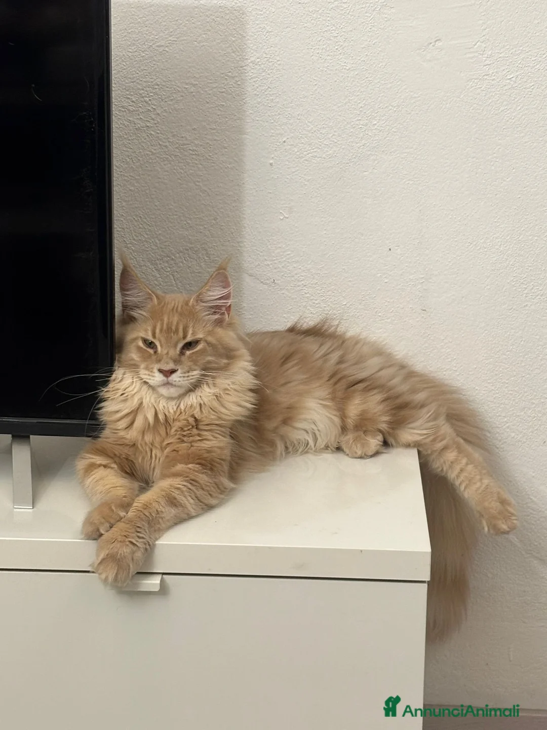Maine Coon gatti per accoppiamento: Maine Coon Maschio Red Tabby per Accoppiamento - Annuncio 1
