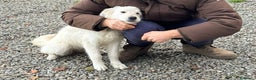 Meticcio cani in regalo: Lilly: 8 mesi, taglia media, socievole  - Annuncio 2
