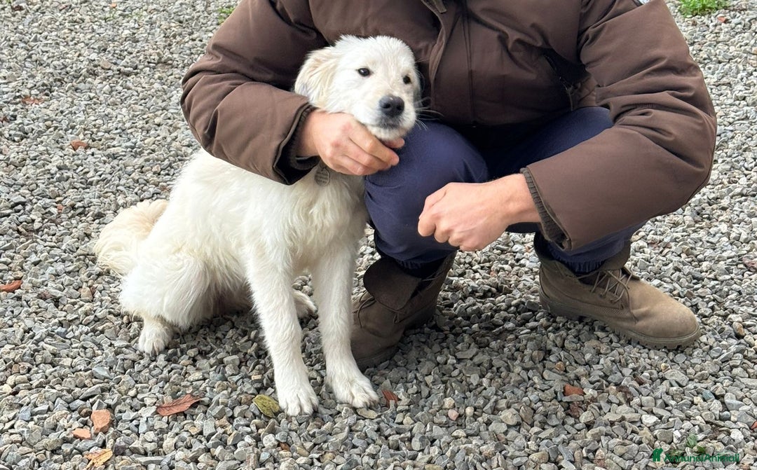 Meticcio cani in regalo: Lilly: 8 mesi, taglia media, socievole  - Annuncio 2