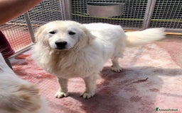 Pastore Maremmano cani in regalo: Splendida coppia di maremmani a Provincia di Viterbo - Immagine 6
