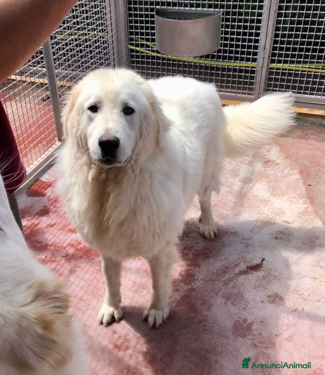 Pastore Maremmano cani in regalo: Splendida coppia di maremmani a Provincia di Viterbo - Immagine 6