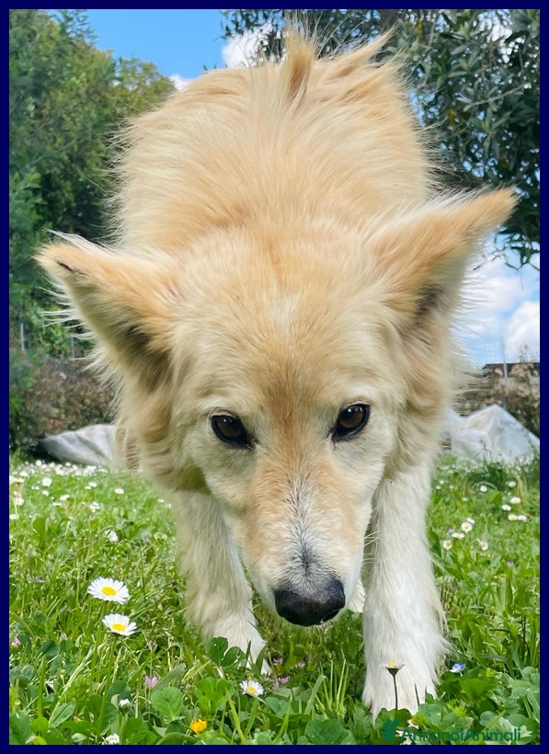 Meticcio cani in regalo: LUCKY-COTONE, IL NOSTRO ANGELO PELOSO, ASPETTA ANC a Città metropolitana di Milano - Annuncio 6