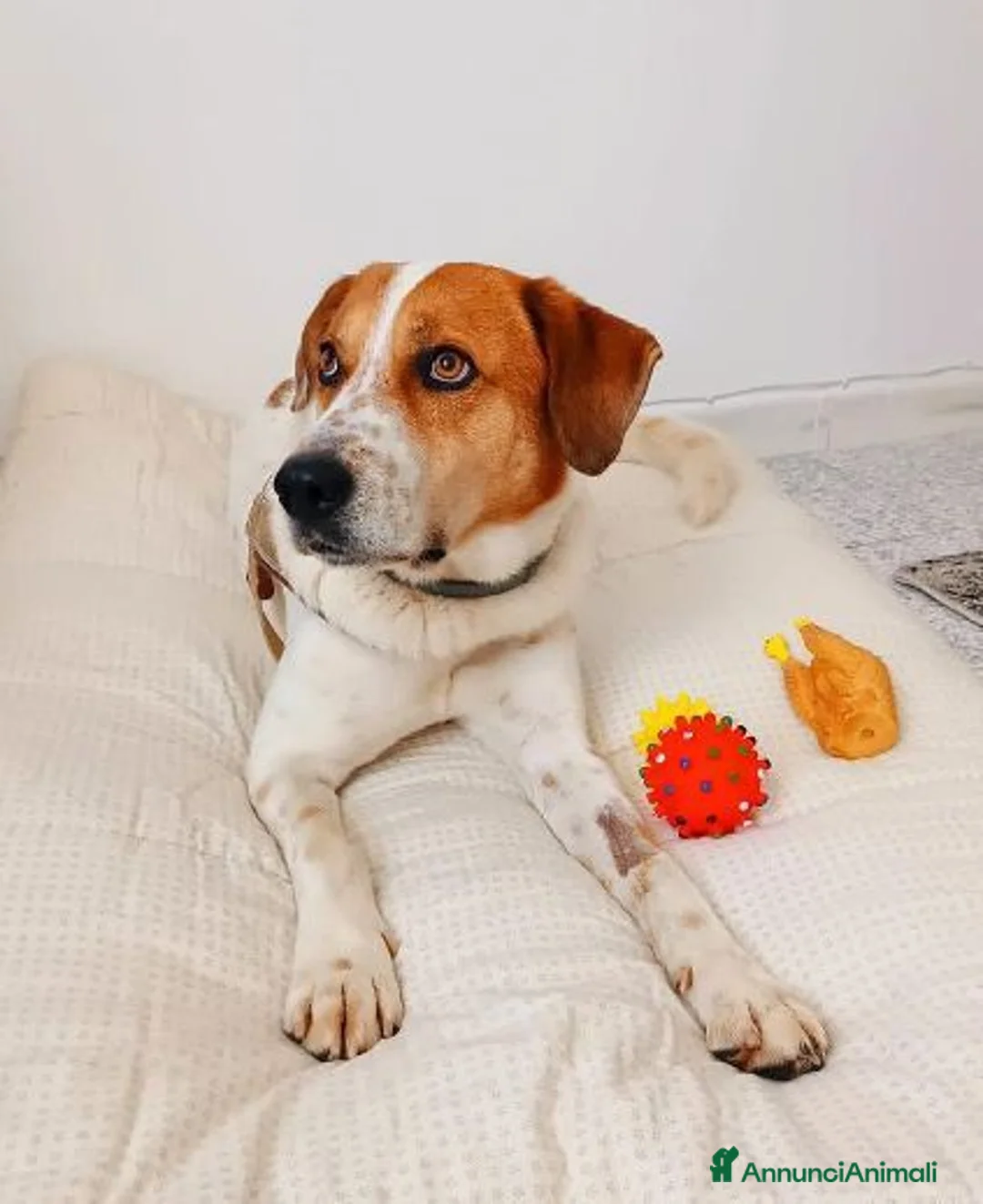 Meticcio cani in regalo: TOMMY bravo!Deve finalmente trovare pace a Città Metropolitana di Torino - Annuncio 2