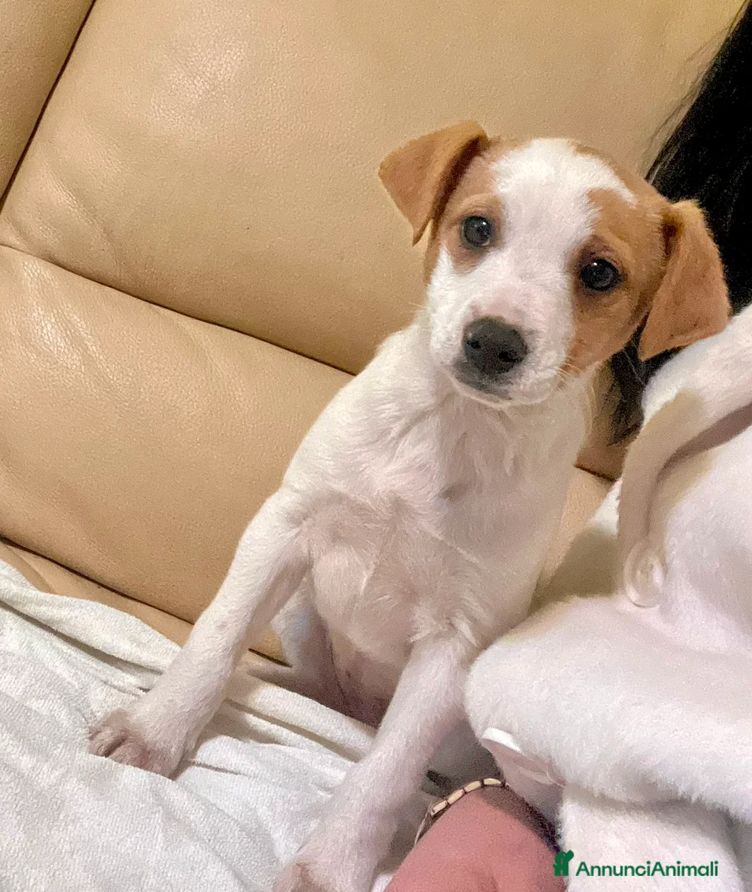 Meticcio cani in regalo: Cucciola 2 mesi e 1/2 tg contenuta. - Annuncio 4