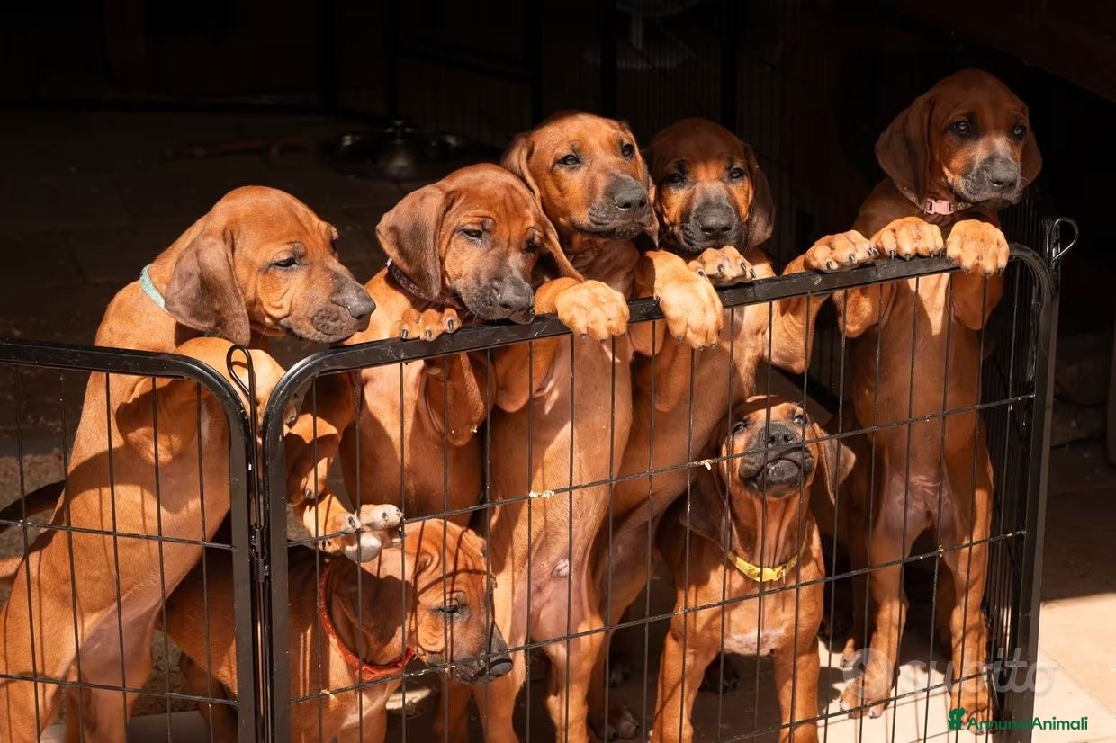 Rhodesian Ridgeback cani Rhodesian Ridgeback da privato - femmina - Annuncio 1