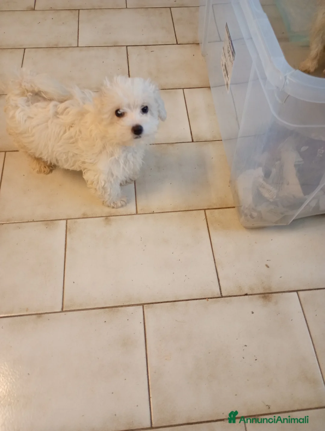 Maltese cani in vendita: Maltesini bianco splendente taglia piccola - Annuncio 3