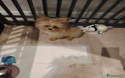 Altre razze cani in vendita: Vendo 2 cucciole stupende di taglia toy a Provincia di Pavia - Immagine 6