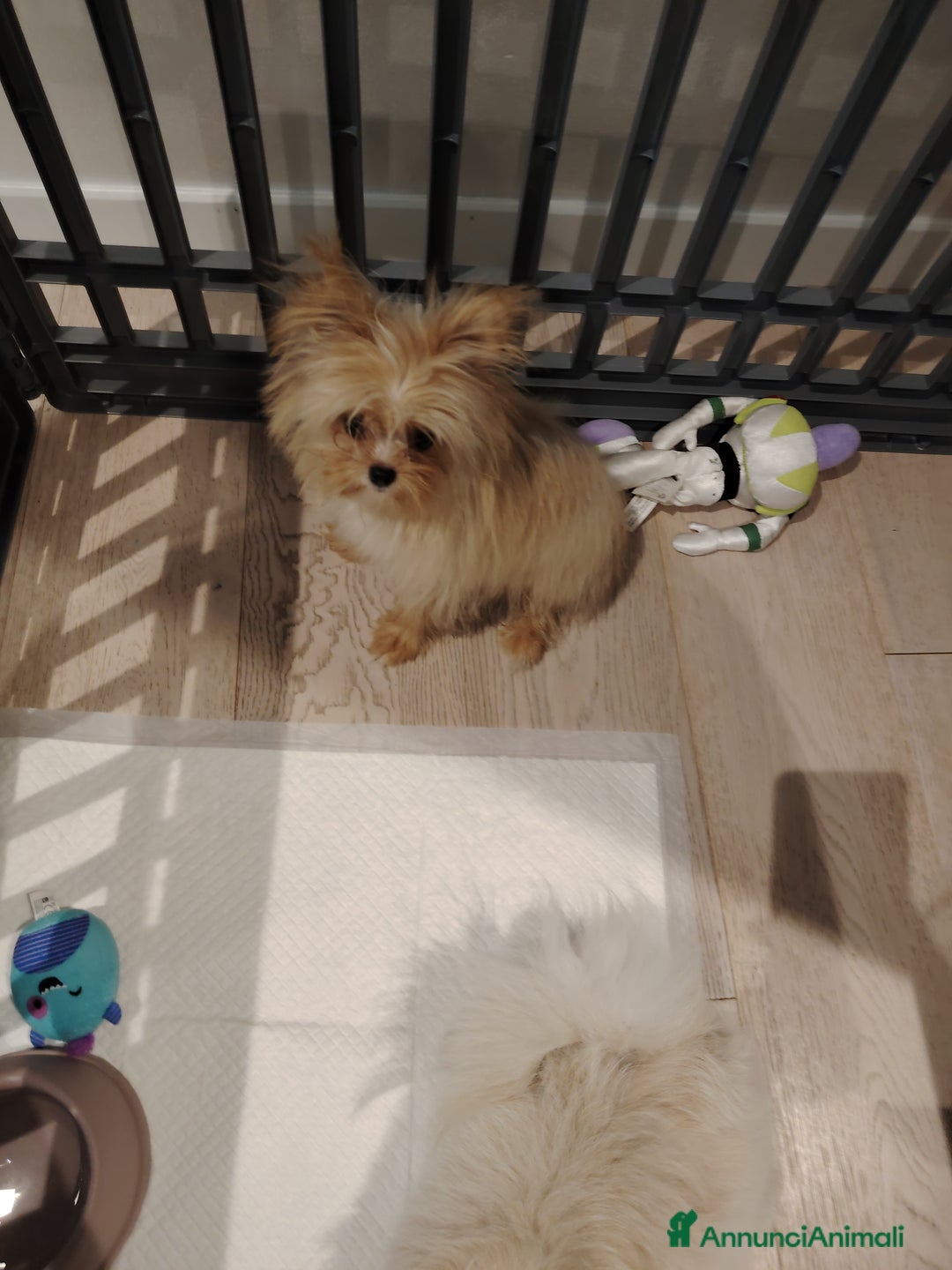 Altre razze cani in vendita: Vendo 2 cucciole stupende di taglia toy a Provincia di Pavia - Immagine 6