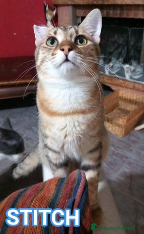 Europeo gatti - Annuncio 16