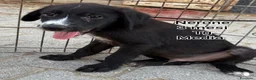 Meticcio cani in regalo: CUCCIOLI, URGENTE! TEMPO SCADUTO  a Provincia di Arezzo - Annuncio 8