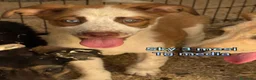 Meticcio cani in regalo: CUCCIOLI SOLI ED ESCLUSI  a Città Metropolitana di Genova - Annuncio 2
