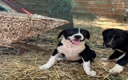 Altre razze cani in regalo: DANA DOLY DORIS 4 MESI (23/02/25) a Provincia di Bergamo - Immagine 14