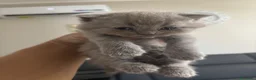 British gatti in vendita: Bellissimi gattini cercano una mamma e un papà a Provincia di Foggia - Annuncio 2