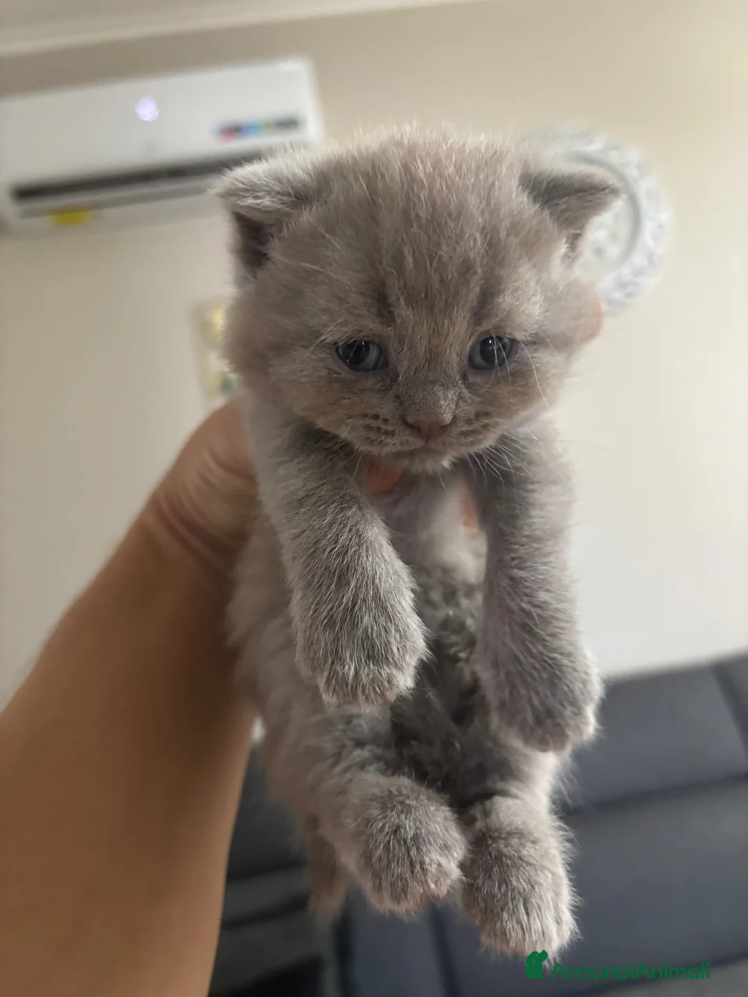 British gatti in vendita: Bellissimi gattini cercano una mamma e un papà a Provincia di Foggia - Annuncio 2
