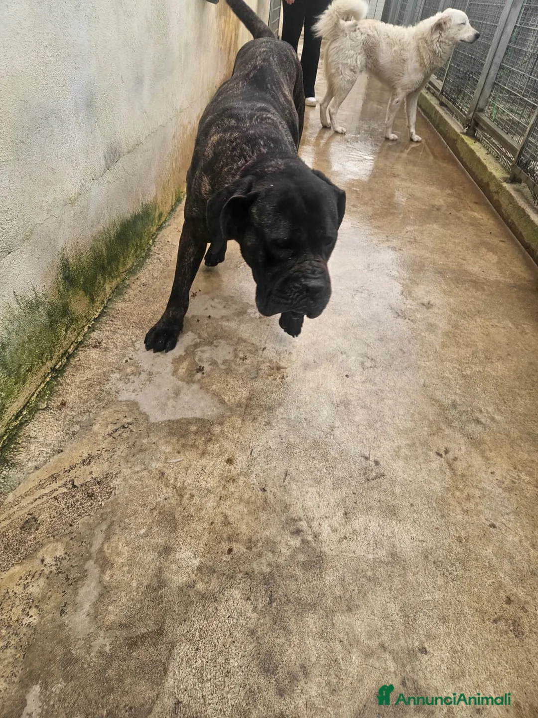 Cane Corso cani in regalo: Lucia: cane corso maltrattata dolcissima  - Annuncio 2