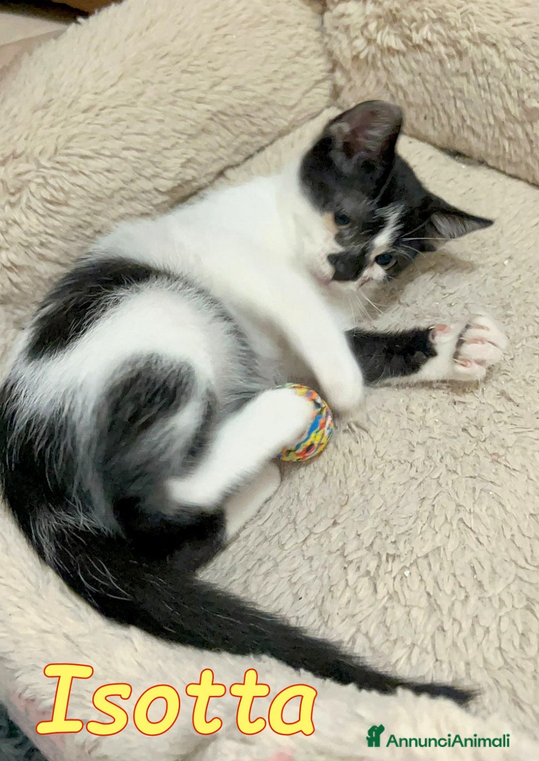 Europeo gatti in regalo: ISOTTA😻💓 - Annuncio 3