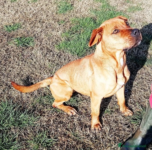 Meticcio cani LAYLA, due occhi profondi e tristi a Provincia di Latina - Annuncio 2