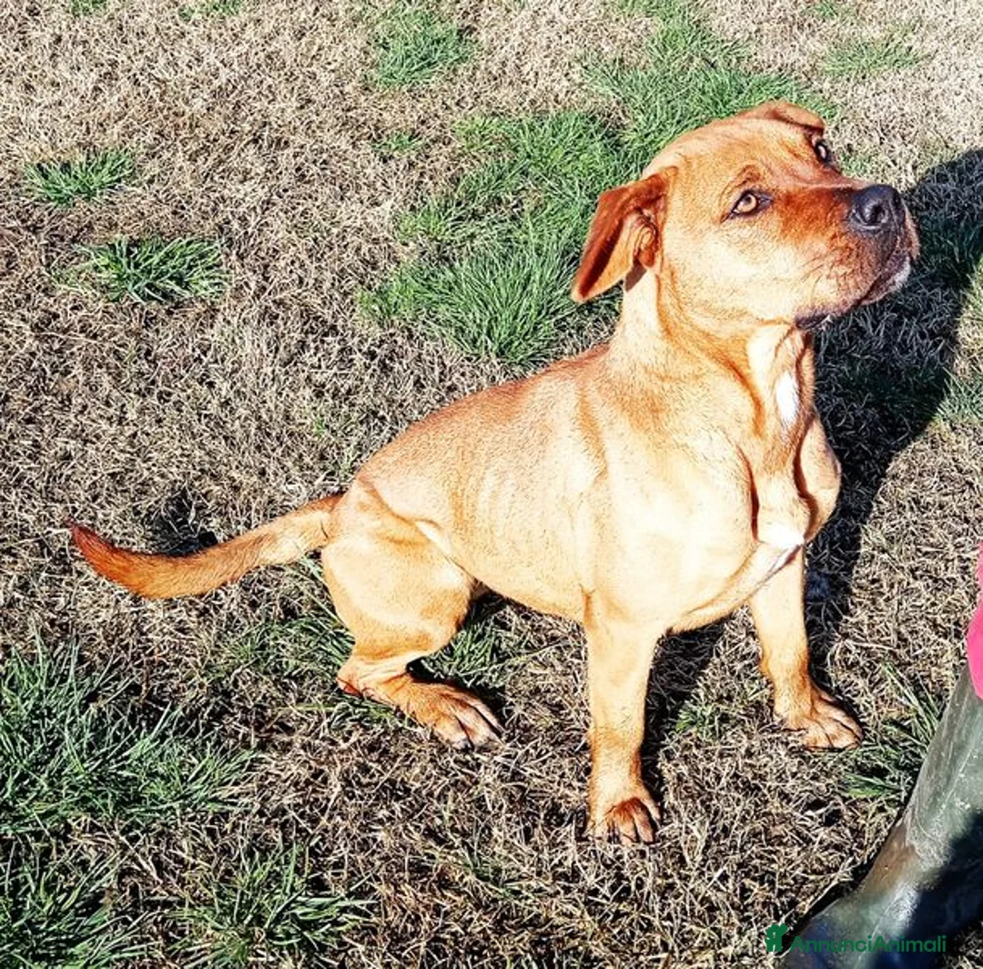 Meticcio cani in regalo: LAYLA, due occhi profondi e tristi a Provincia di Latina - Annuncio 2