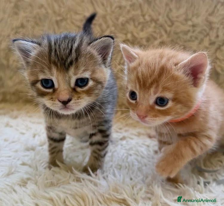Maine Coon gatti in vendita: Adorabili Gattini F/M - Annuncio 1
