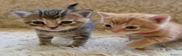 Maine Coon gatti in vendita: Adorabili Gattini F/M - Annuncio 5