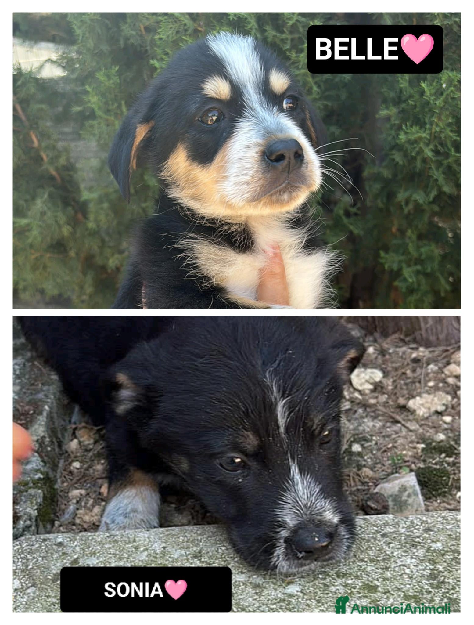 Meticcio cani sonia e belle - Annuncio 13