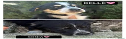 Meticcio cani in regalo: sonia e belle - Annuncio 1
