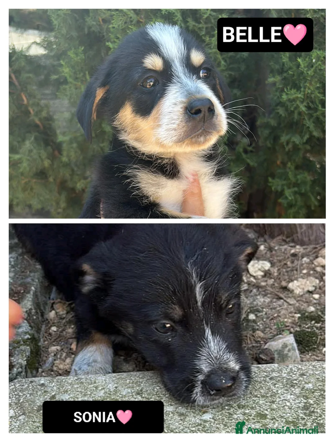 Meticcio cani in regalo: sonia e belle - Annuncio 1