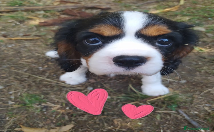 Cavalier King cani a Città Metropolitana di Genova - Annuncio 1