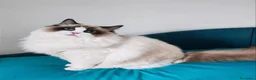 Ragdoll gatti in vendita: Femminucce ragdoll seal bicolore  a Città Metropolitana di Napoli - Annuncio 6