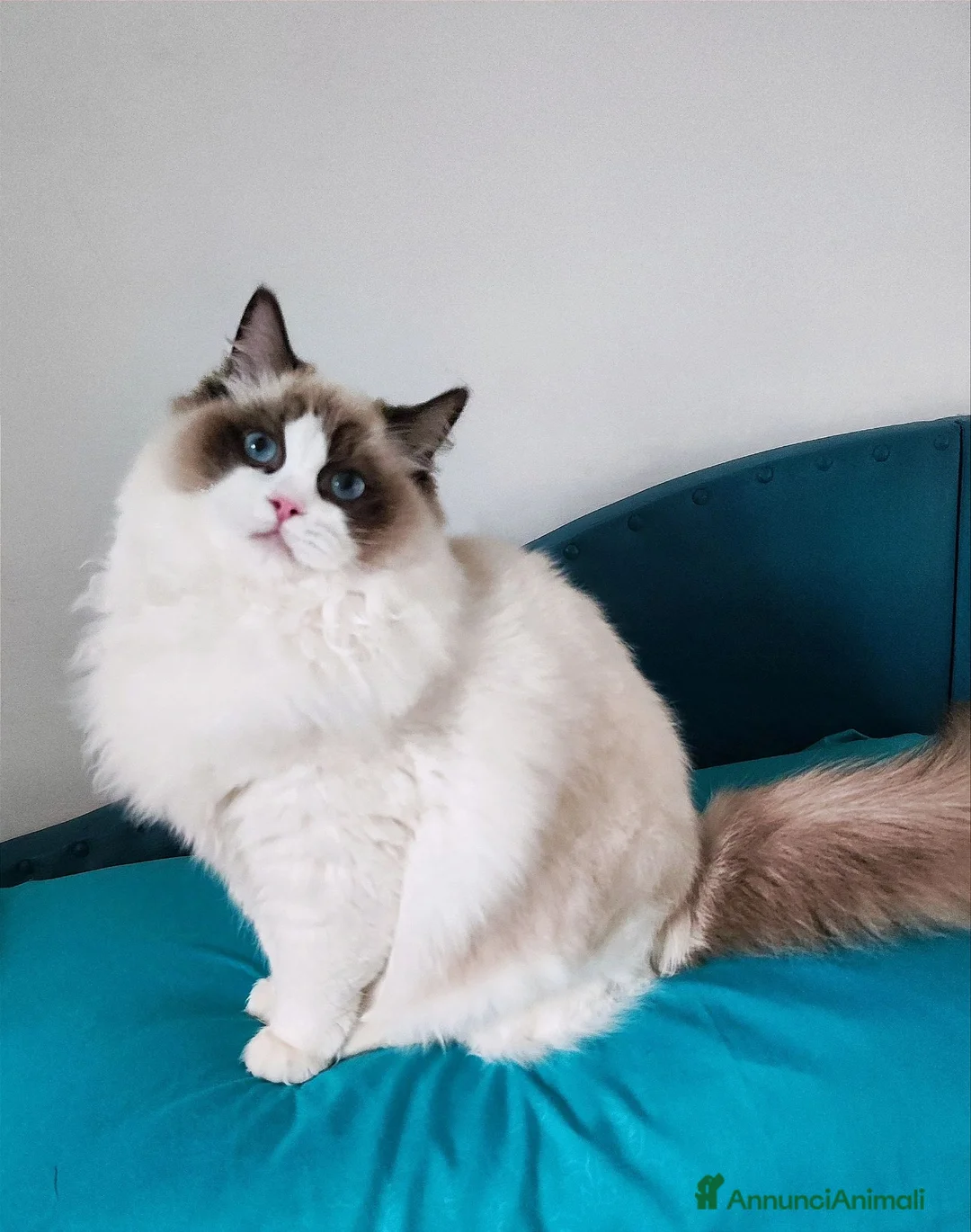 Ragdoll gatti in vendita: Femminucce ragdoll seal bicolore  - Annuncio 2