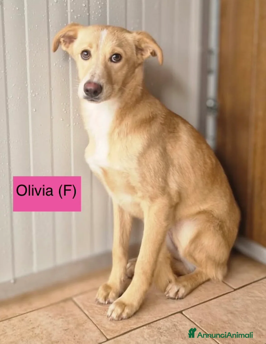 Meticcio cani in regalo: Dolci cuccioli sfortunati taglia media 5 mesi - Annuncio 3