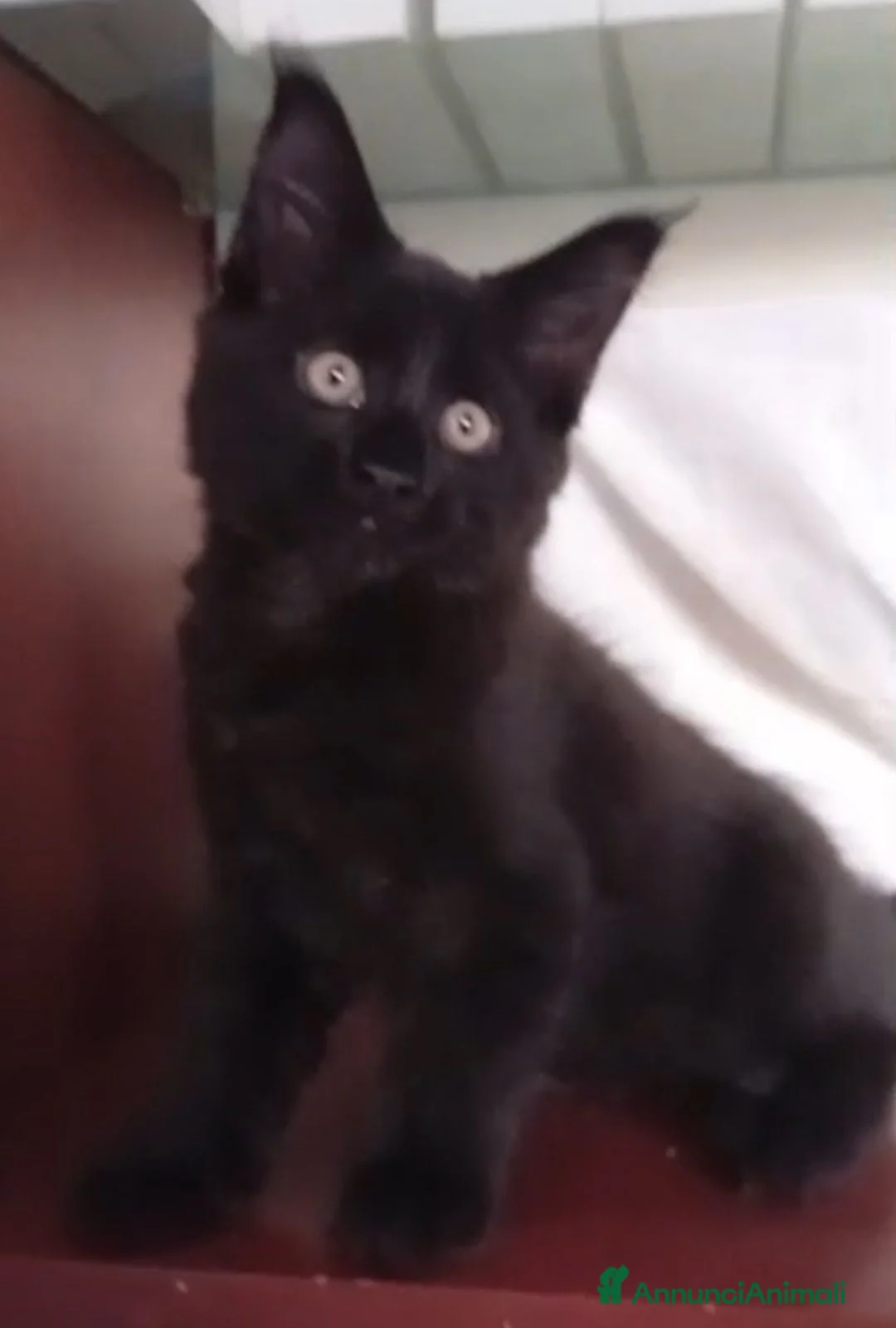 Maine Coon gatti in vendita: Maine Coon maschio nero  - Annuncio 5