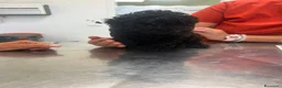 Barboncino cani in vendita: Barboncino nano nero  - Annuncio 3
