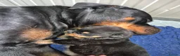Rottweiler cani in vendita: Cuccioli rottweiler  a Provincia di Perugia - Annuncio 6