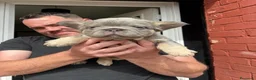 Bulldog Francese cani in vendita: Splendidi cuccioli di Bulldog francese a Città metropolitana di Milano - Annuncio 22