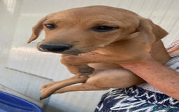 Meticcio cani in regalo: LA BELLISSIMA NEVADA a Provincia di Pavia - Immagine 8