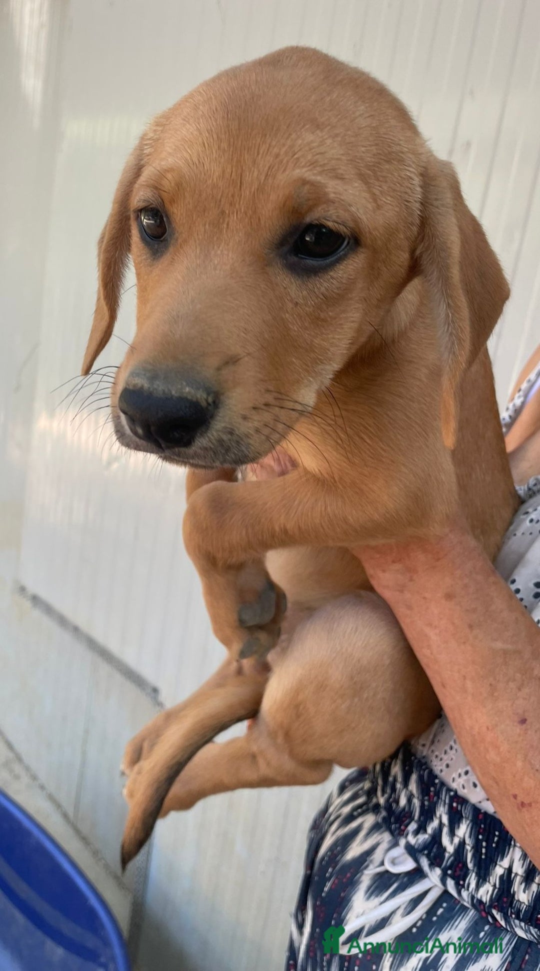 Meticcio cani in regalo: LA BELLISSIMA NEVADA a Provincia di Pavia - Immagine 8