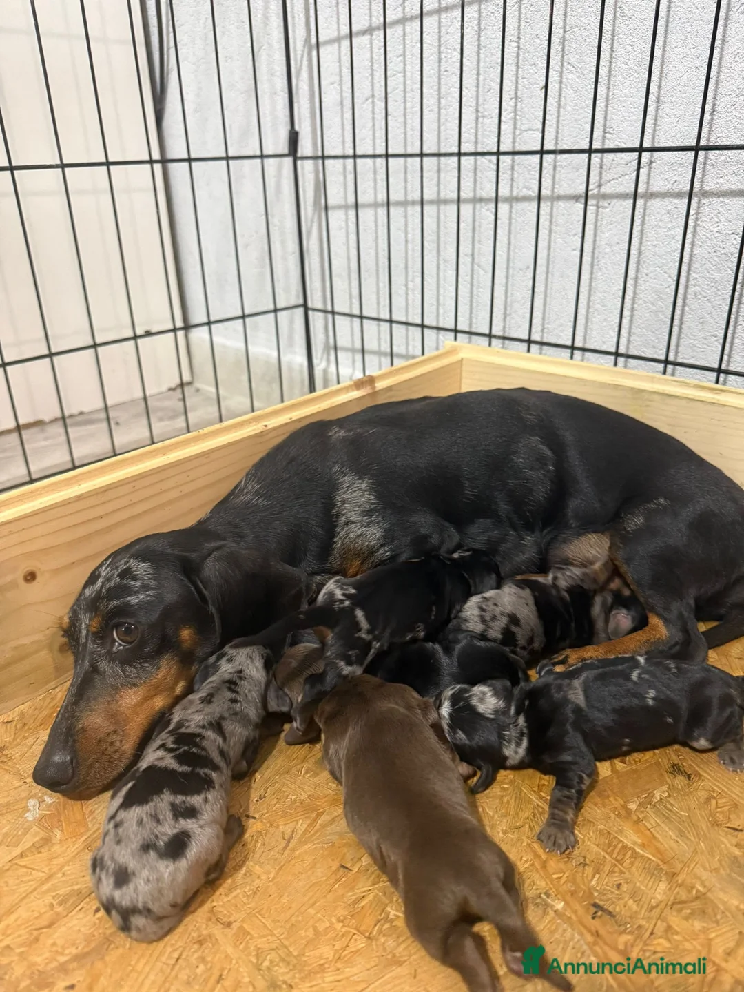Bassotto cani in vendita: Cuccioli bassotto nano - Annuncio 2