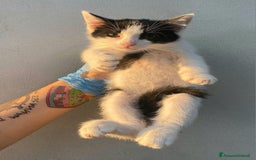 Meticcio gatti in regalo: Jasper gattino di 2 mesi a Provincia di Teramo - Immagine 2