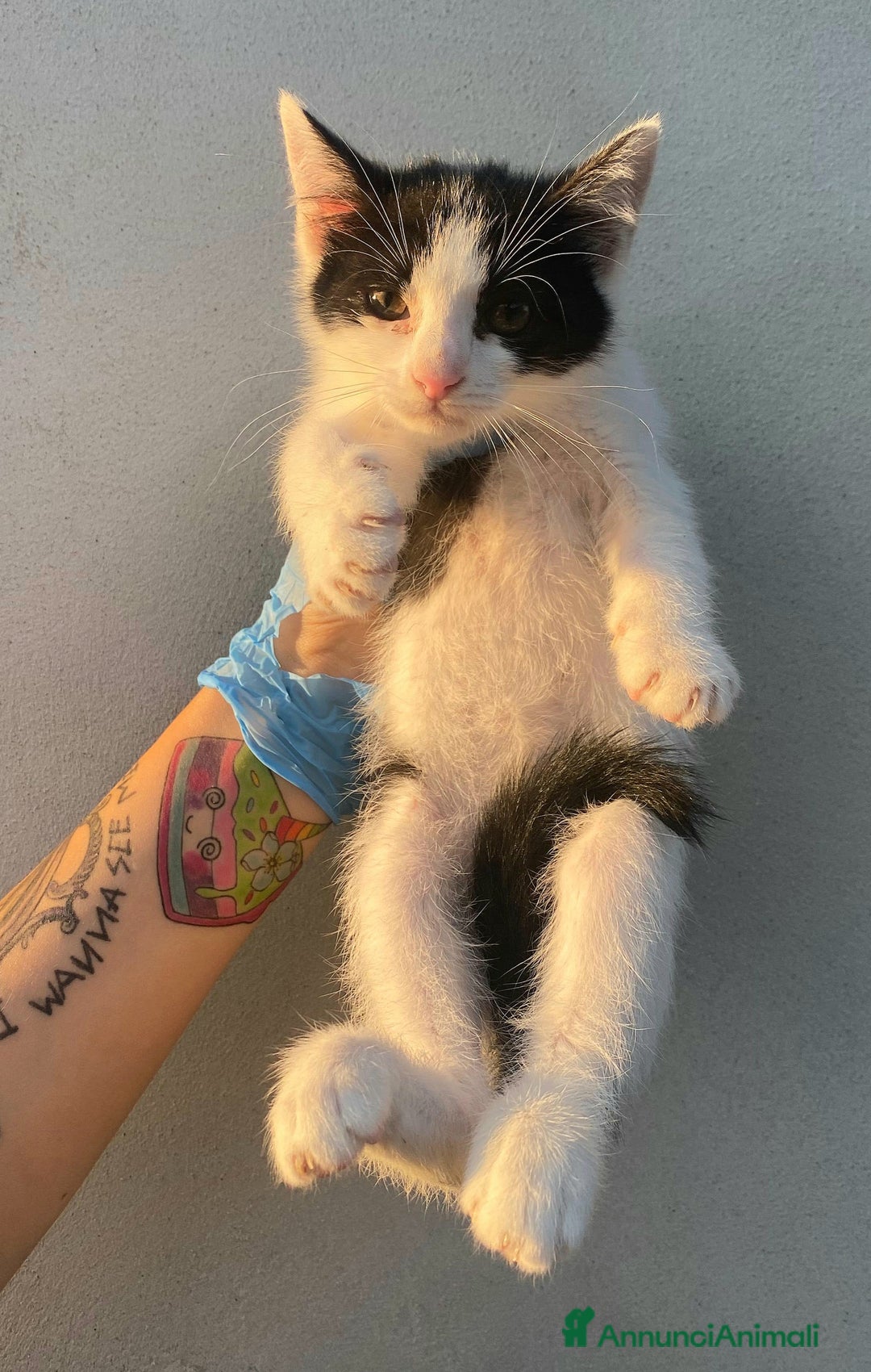 Meticcio gatti in regalo: Jasper gattino di 2 mesi a Provincia di Teramo - Immagine 2