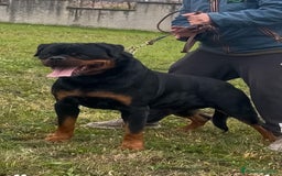 Rottweiler cani in vendita: Cuccioli maschi ROTTWEILER  a Metropolitan City of Turin - Immagine 10