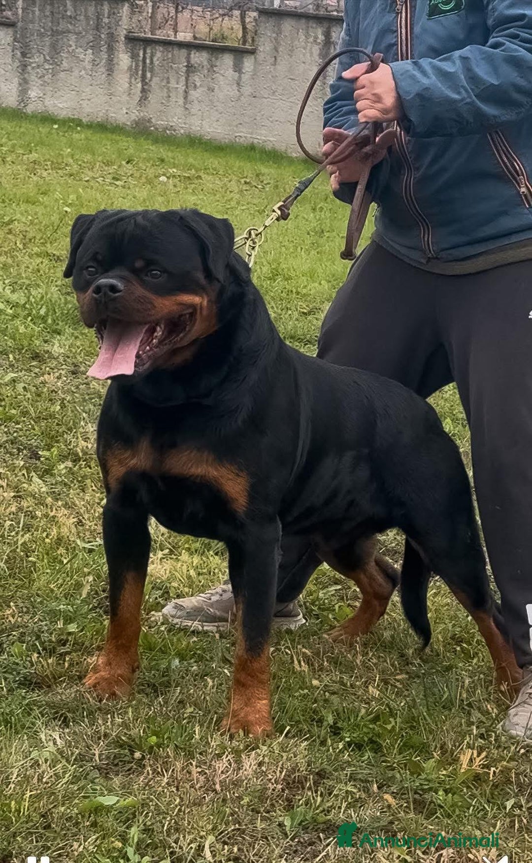 Rottweiler cani in vendita: Cuccioli maschi ROTTWEILER  a Metropolitan City of Turin - Immagine 10