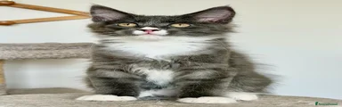 Maine Coon 1