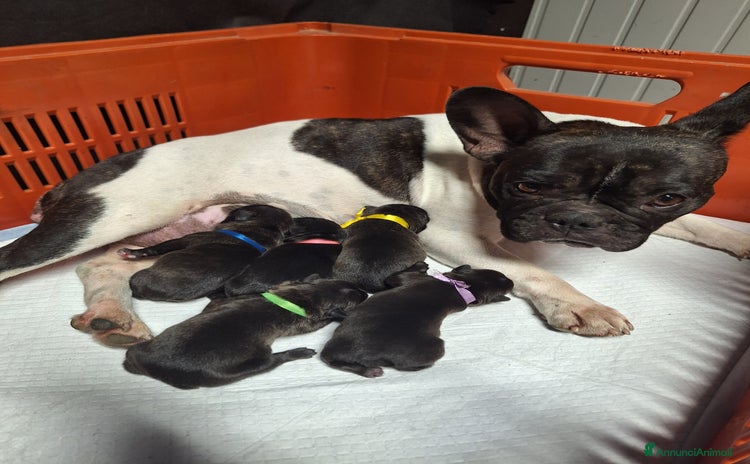 Bulldog Francese cani a Provincia di Trieste - Annuncio 1