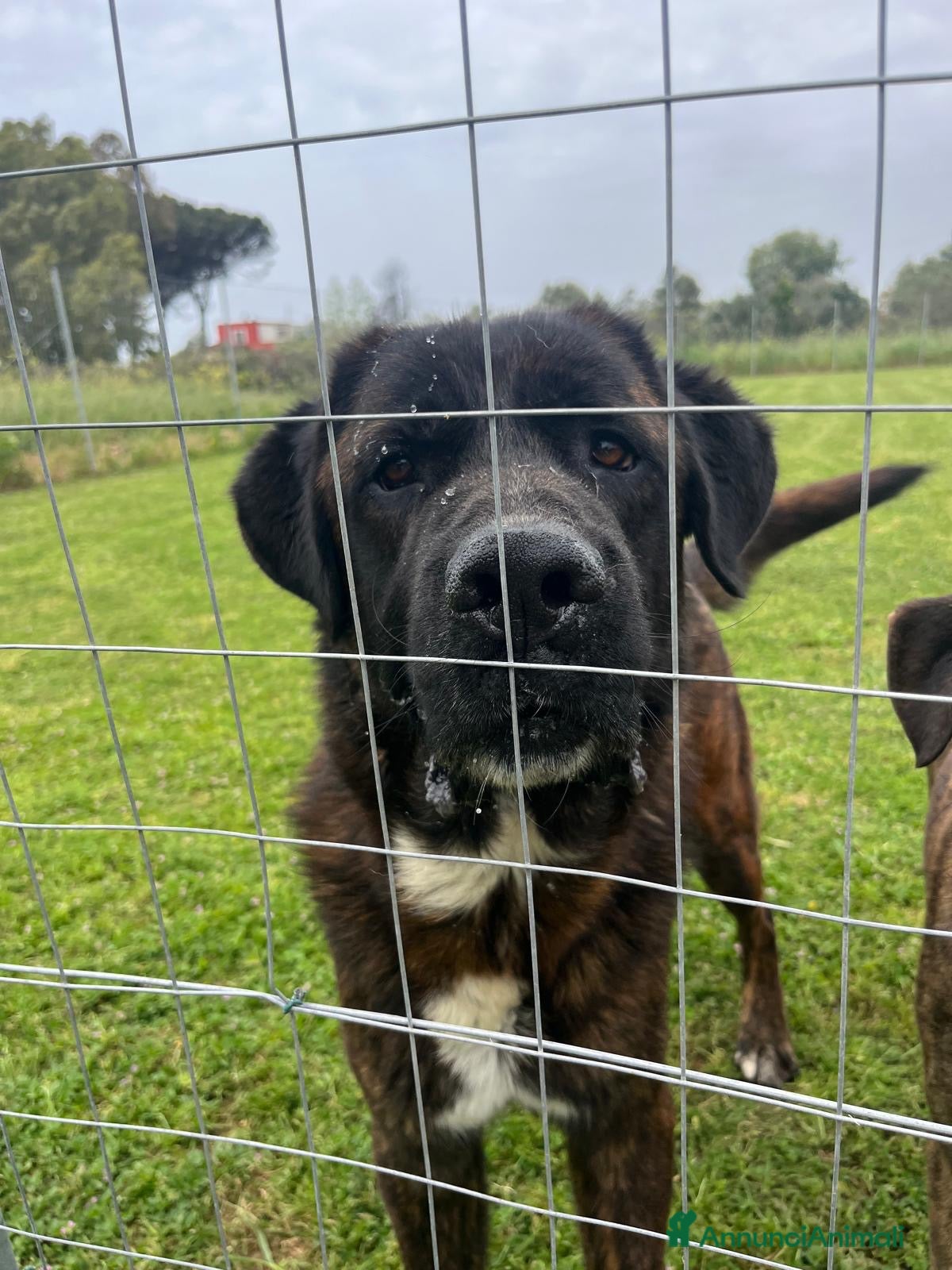 Meticcio cani Cagnolone buonissimo ha perso tutto  - Annuncio 17
