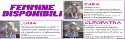 Pastore Asia Centrale cani in vendita: Cuccioli Pastore Asia Centrale - Annuncio 6
