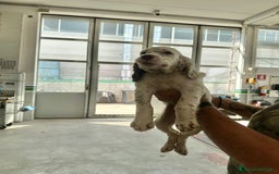 Setter Inglese cani in vendita: Setter inglesi maschi  a Provincia di Verona - Immagine 5
